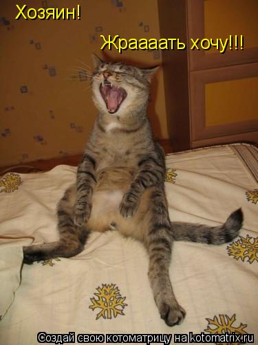 Котоматрица: Жраааать хочу!!! Хозяин!