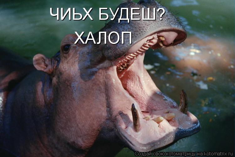 ЧИЬХ БУДЕШ? ХАЛОП... Котоматрица: ЧИЬХ БУДЕШ? ХАЛОП