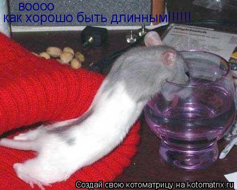 Котоматрица: воооо как хорошо быть длинным!!!!!!