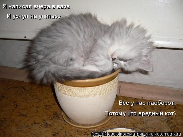 Я написал вчера в вазе И уснул на унитазе Все у нас наоборот.. Потому что вредный кот)... Котоматрица: Я написал вчера в вазе И уснул на унитазе Все у нас наоборот.. Потому что вредный кот)