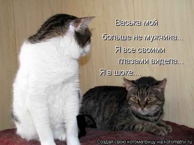 Васька мой больше не мужчина... Я все своими глазами видела... Я в шоке....... Котоматрица: Васька мой больше не мужчина... Я все своими глазами видела... Я в шоке....