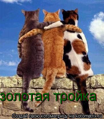 золотая тройка золотая тройка... Котоматрица: золотая тройка золотая тройка