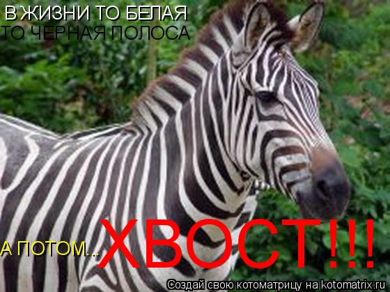 Котоматрица: В ЖИЗНИ ТО БЕЛАЯ ТО ЧЕРНАЯ ПОЛОСА А ПОТОМ... ХВОСТ!!!