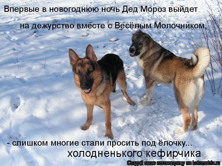 Впервые в новогоднюю ночь Дед Мороз выйдет на дежурство вместе с Весёлым Молочником, - слишком многи... Котоматрица: Впервые в новогоднюю ночь Дед Мороз выйдет на дежурство вместе с Весёлым Молочником, - слишком многие стали просить под ёлочку... холоднень