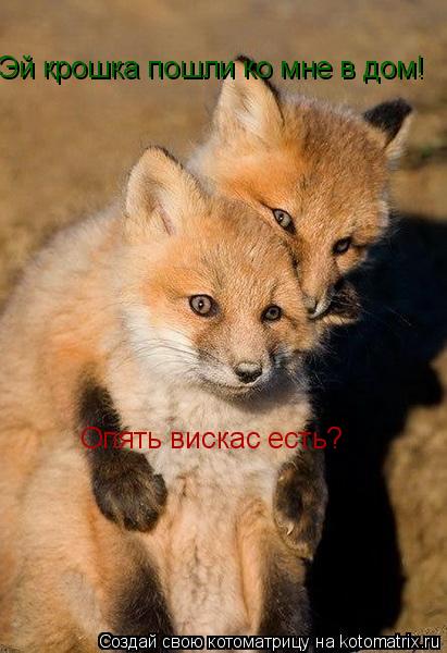 Эй крошка пошли ко мне в дом! Опять вискас есть?... Котоматрица: Эй крошка пошли ко мне в дом! Опять вискас есть?