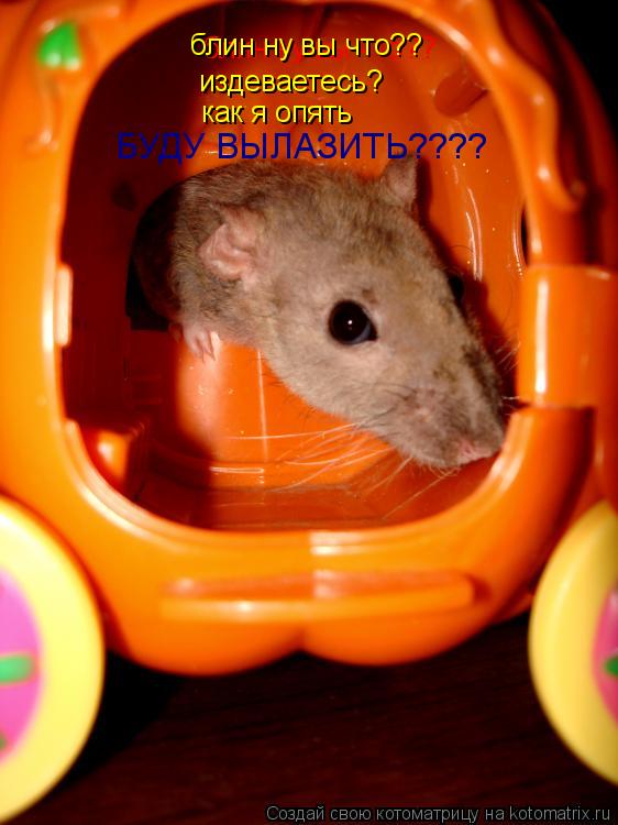 Котоматрица: блин ну вы что?? блин ну вы что?? издеваетесь? как я опять БУДУ ВЫЛАЗИТЬ????