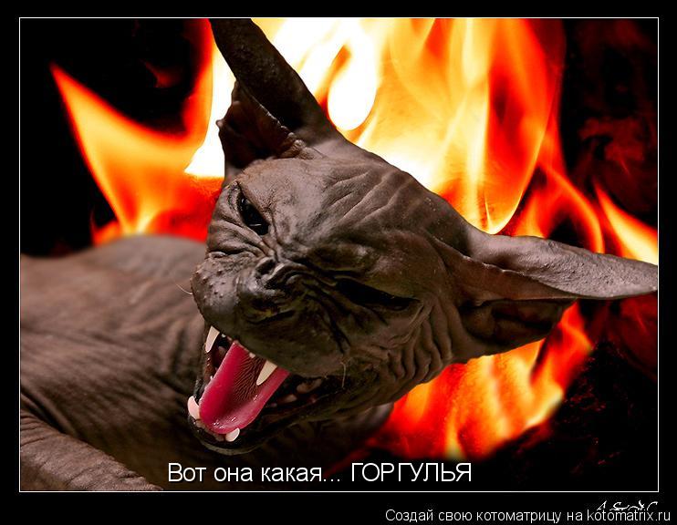 Котоматрица: Вот она какая... ГОРГУЛЬЯ