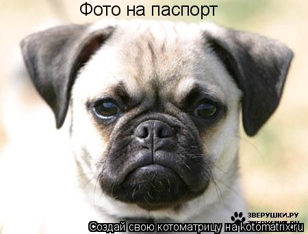 Фото на паспорт... Котоматрица: Фото на паспорт