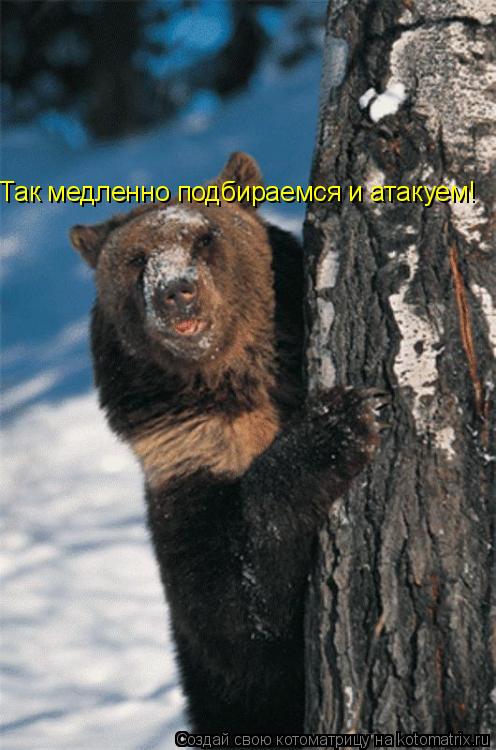 Так медленно подбираемся и атакуем!... Котоматрица: Так медленно подбираемся и атакуем!