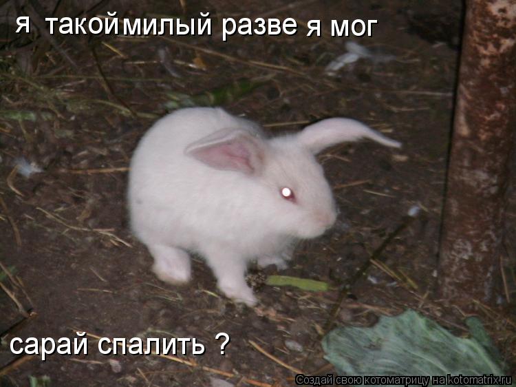 я такой милый разве я мог сарай спалить ?... Котоматрица: я такой милый разве я мог сарай спалить ?