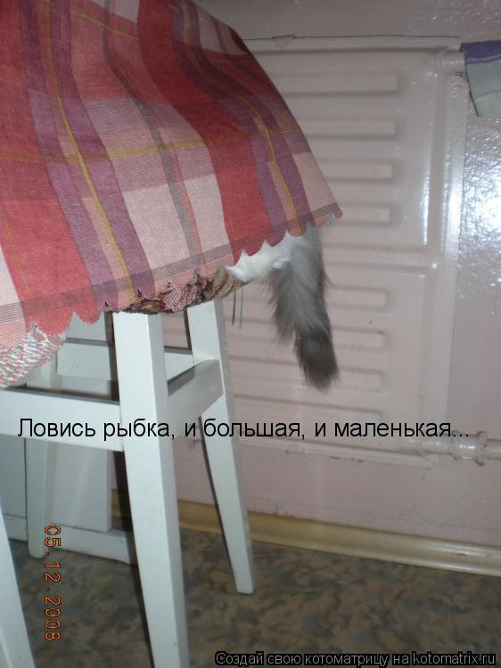 Ловись рыбка, и большая, и маленькая...... Котоматрица: Ловись рыбка, и большая, и маленькая...