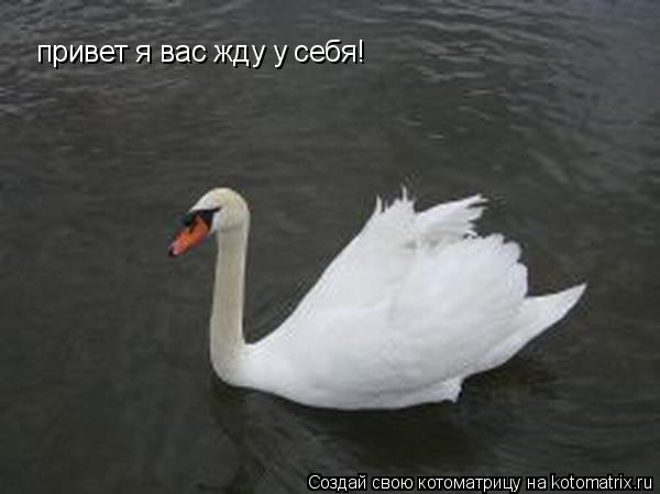 привет я вас жду у себя!... Котоматрица: привет я вас жду у себя!