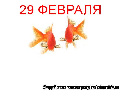 Котоматрица: 29 ФЕВРАЛЯ