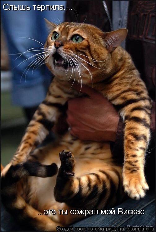 Котоматрица: Слышь терпила.... ...это ты сожрал мой Вискас