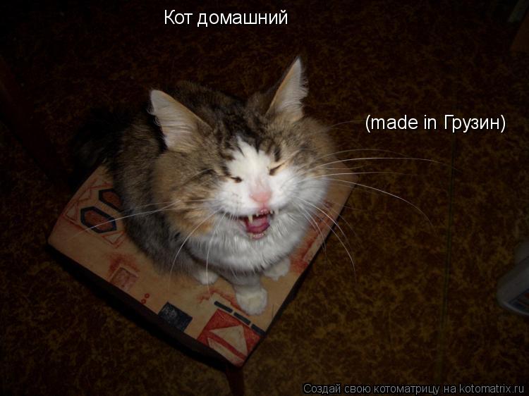 Кот домашний (made in Грузин)... Котоматрица: Кот домашний (made in Грузин)