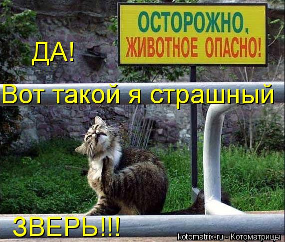 Котоматрица: ДА! Вот такой я страшный ЗВЕРЬ!!!