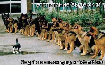 воспитание выдержки... Котоматрица: воспитание выдержки