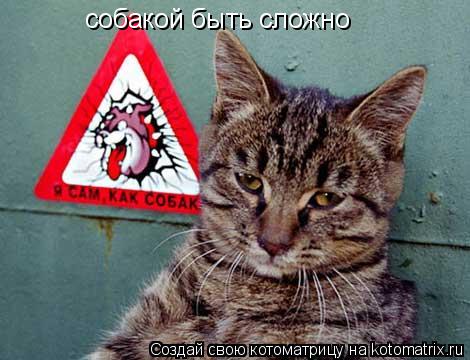 Котоматрица: собакой быть сложно