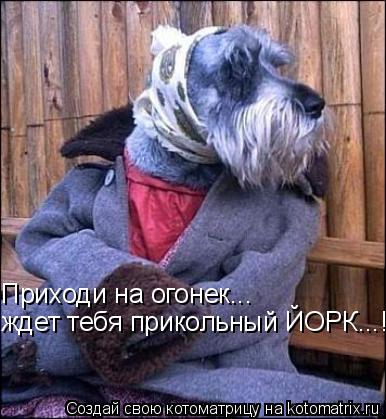 Приходи на огонек... ждет тебя прикольный ЙОРК...!!... Котоматрица: Приходи на огонек... ждет тебя прикольный ЙОРК...!!