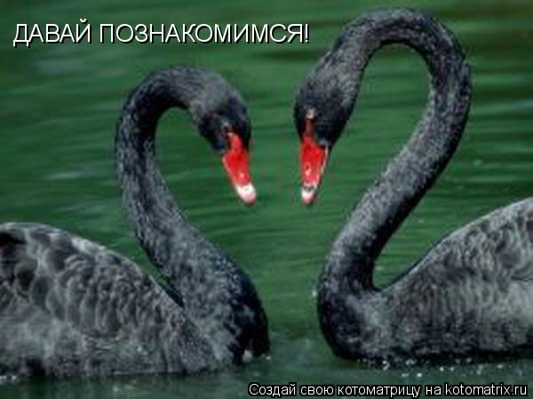 ДАВАЙ ПОЗНАКОМИМСЯ!... Котоматрица: ДАВАЙ ПОЗНАКОМИМСЯ!