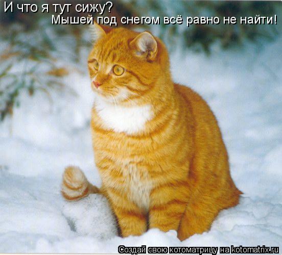 И что я тут сижу? Мышей под снегом всё равно не найти!... Котоматрица: И что я тут сижу? Мышей под снегом всё равно не найти!