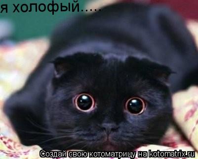 Котоматрица: я холофый.....
