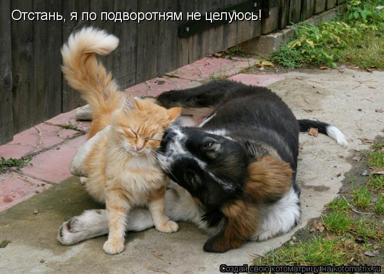 Отстань, я по подворотням не целуюсь!... Котоматрица: Отстань, я по подворотням не целуюсь!