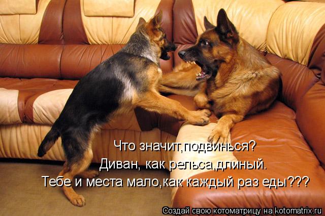 Что значит,подвинься? Диван, как рельса,длиный. Тебе и места мало,как каждый раз еды???... Котоматрица: Что значит,подвинься? Диван, как рельса,длиный. Тебе и места мало,как каждый раз еды???