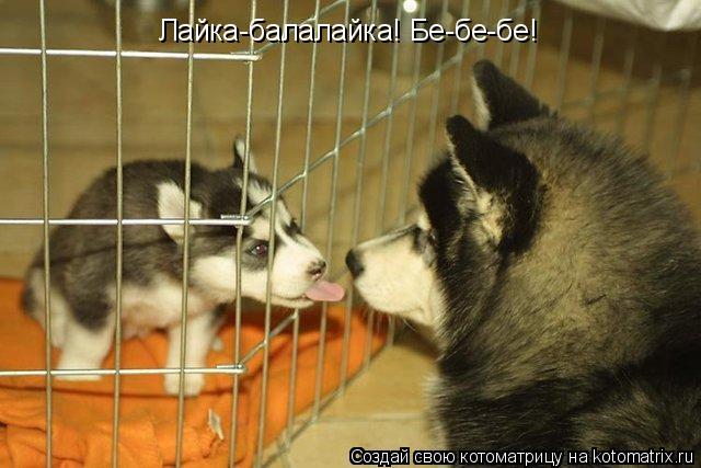Котоматрица: Лайка-балалайка! Бе-бе-бе!