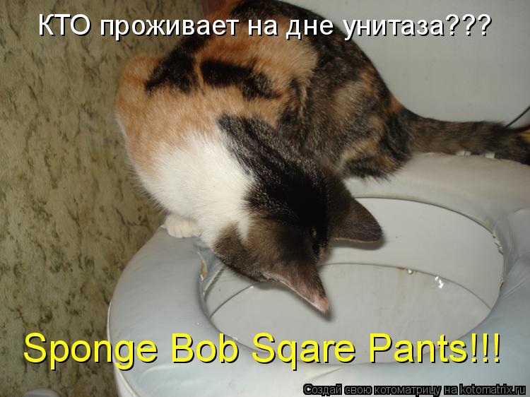 КТО проживает на дне унитаза??? Sponge Bob Sqare Pants!!!... Котоматрица: КТО проживает на дне унитаза??? Sponge Bob Sqare Pants!!!