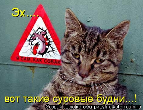 Котоматрица: Эх.... вот такие суровые будни...!