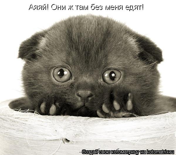Аяяй! Они ж там без меня едят!... Котоматрица: Аяяй! Они ж там без меня едят!