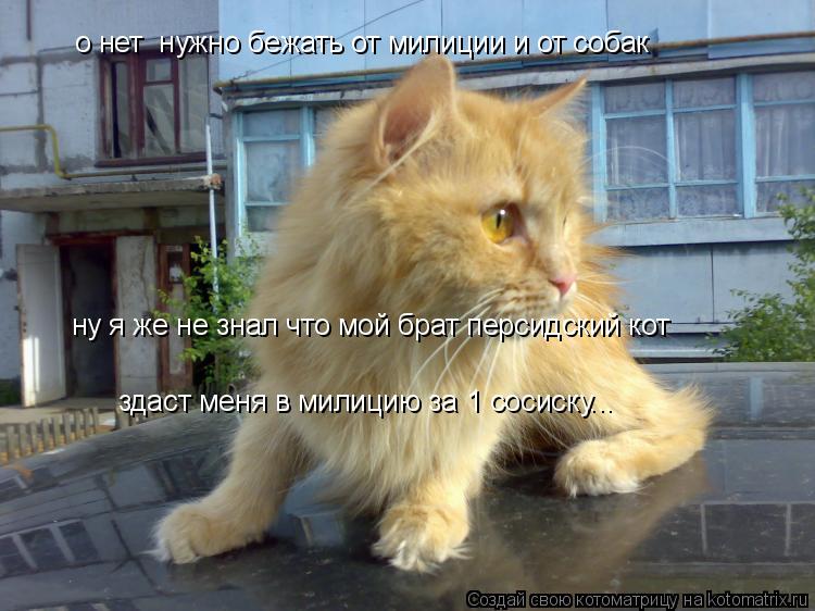 о нет нужно бежать от милиции и от собак ну я же не знал что мой брат персидский кот здаст меня в ми... Котоматрица: о нет нужно бежать от милиции и от собак ну я же не знал что мой брат персидский кот здаст меня в милицию за 1 сосиску...