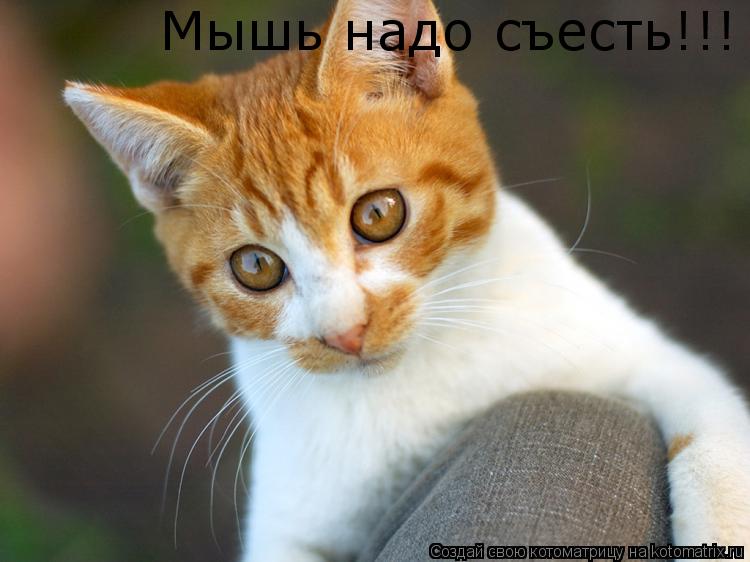 Мышь надо съесть!!!... Котоматрица: Мышь надо съесть!!!