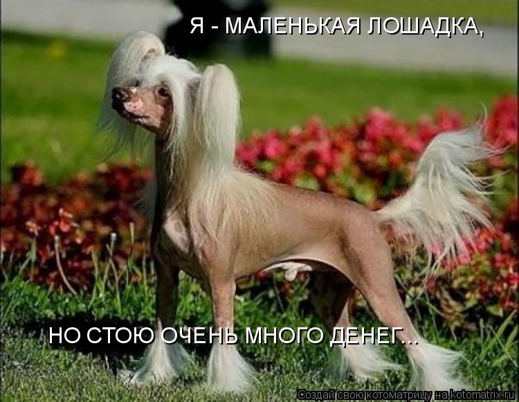 Я - МАЛЕНЬКАЯ ЛОШАДКА, НО СТОЮ ОЧЕНЬ МНОГО ДЕНЕГ...... Котоматрица: Я - МАЛЕНЬКАЯ ЛОШАДКА, НО СТОЮ ОЧЕНЬ МНОГО ДЕНЕГ...
