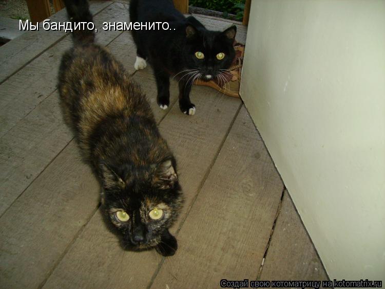 Мы бандито, знаменито..... Котоматрица: Мы бандито, знаменито..