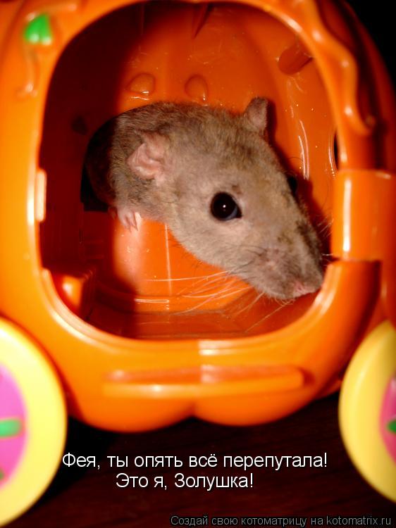 Фея, ты опять всё перепутала! Это я, Золушка!... Котоматрица: Фея, ты опять всё перепутала! Это я, Золушка!