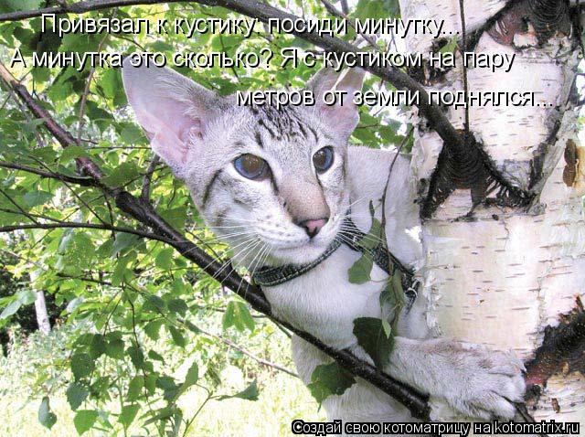Привязал к кустику: посиди минутку... А минутка это сколько? Я с кустиком на пару метров от земли под... Котоматрица: Привязал к кустику: посиди минутку... А минутка это сколько? Я с кустиком на пару метров от земли поднялся...