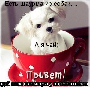Есть шаурма из собак.... А я чай)... Котоматрица: Есть шаурма из собак.... А я чай)