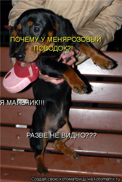 Котоматрица: ПОЧЕМУ У МЕНЯРОЗОВЫЙ  ПОВОДОК?! Я МАЛЬЧИК!!! РАЗВЕ НЕ ВИДНО???