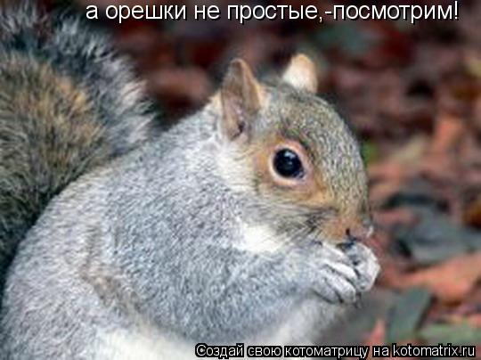 Котоматрица: а орешки не простые,-посмотрим!