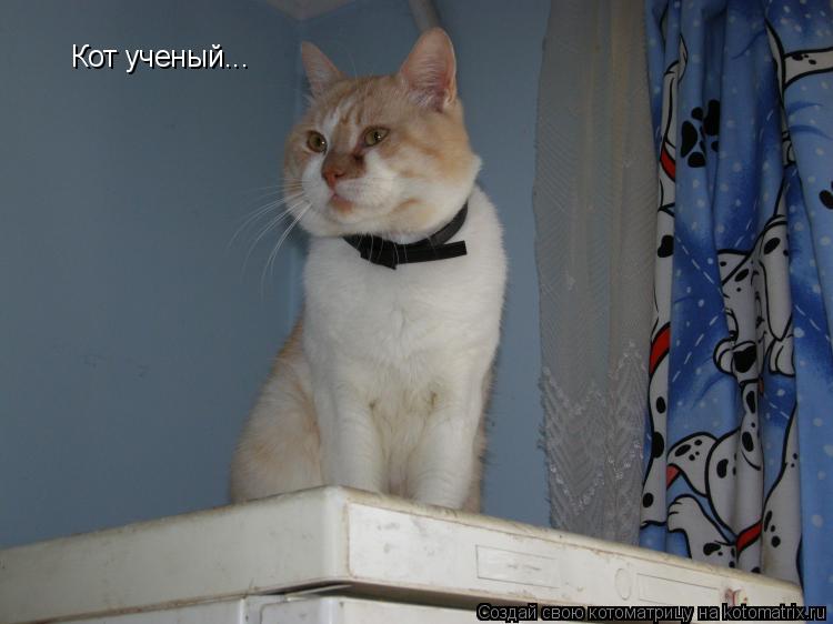 Кот ученый...... Котоматрица: Кот ученый...
