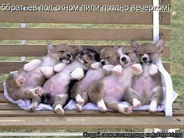 5братьев под окном пили поздно вечерком!... Котоматрица: 5братьев под окном пили поздно вечерком!