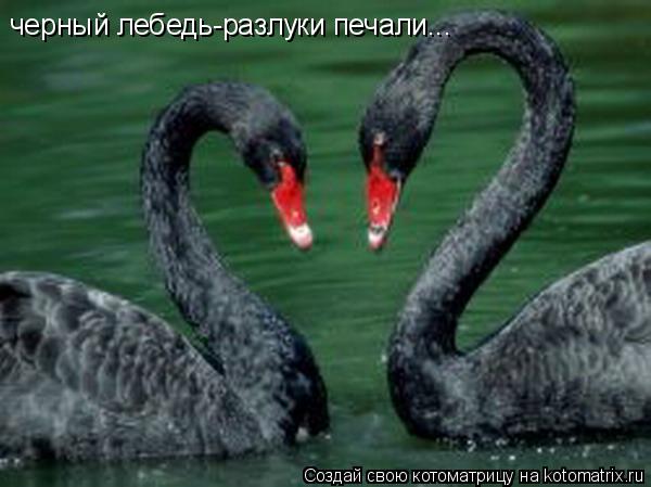 черный лебедь-разлуки печали...... Котоматрица: черный лебедь-разлуки печали...