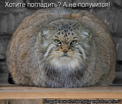 Хотите погладить? А не получится!... Котоматрица: Хотите погладить? А не получится!