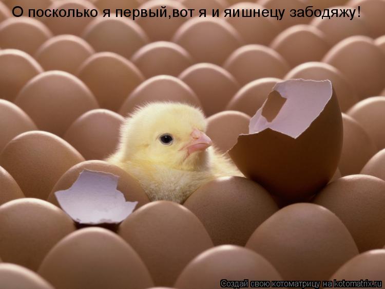 О посколько я первый,вот я и яишнецу забодяжу!... Котоматрица: О посколько я первый,вот я и яишнецу забодяжу!