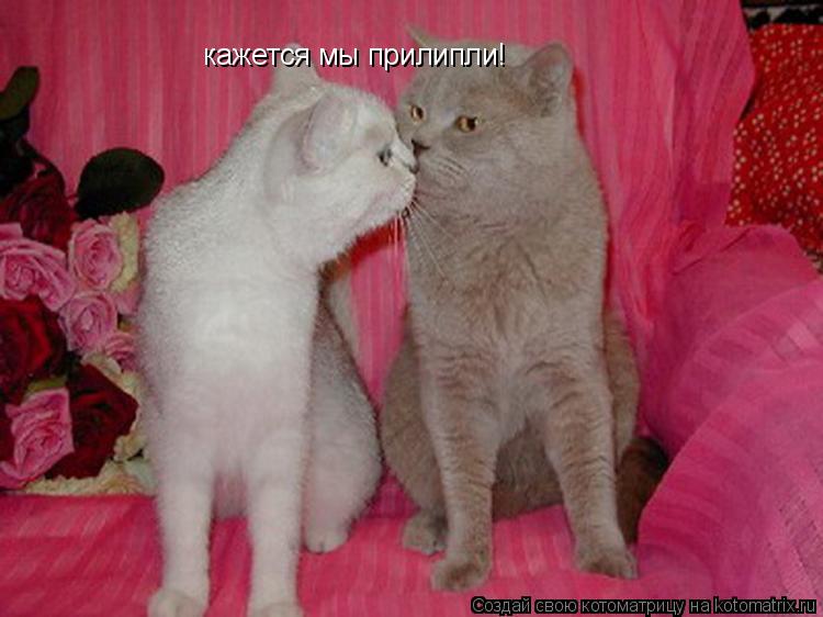 кажется мы прилипли!... Котоматрица: кажется мы прилипли!