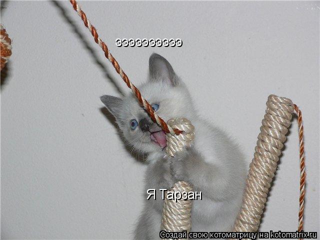 Котоматрица: ээээээээээ Я Тарзан
