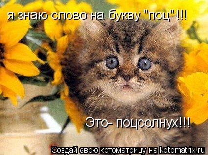 я знаю слово на букву "поц" Это- поцсолнух!!! !!!... Котоматрица: я знаю слово на букву "поц" Это- поцсолнух!!! !!!
