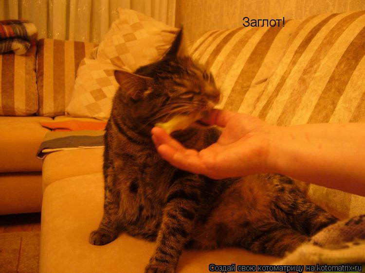 Заглот!... Котоматрица: Заглот!